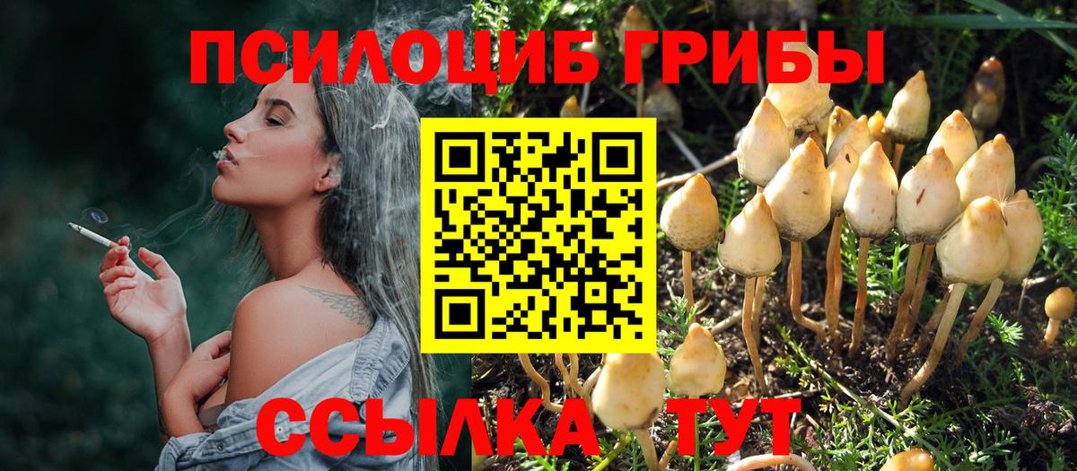 Галлюциногенные грибы Psilocybe Острогожск